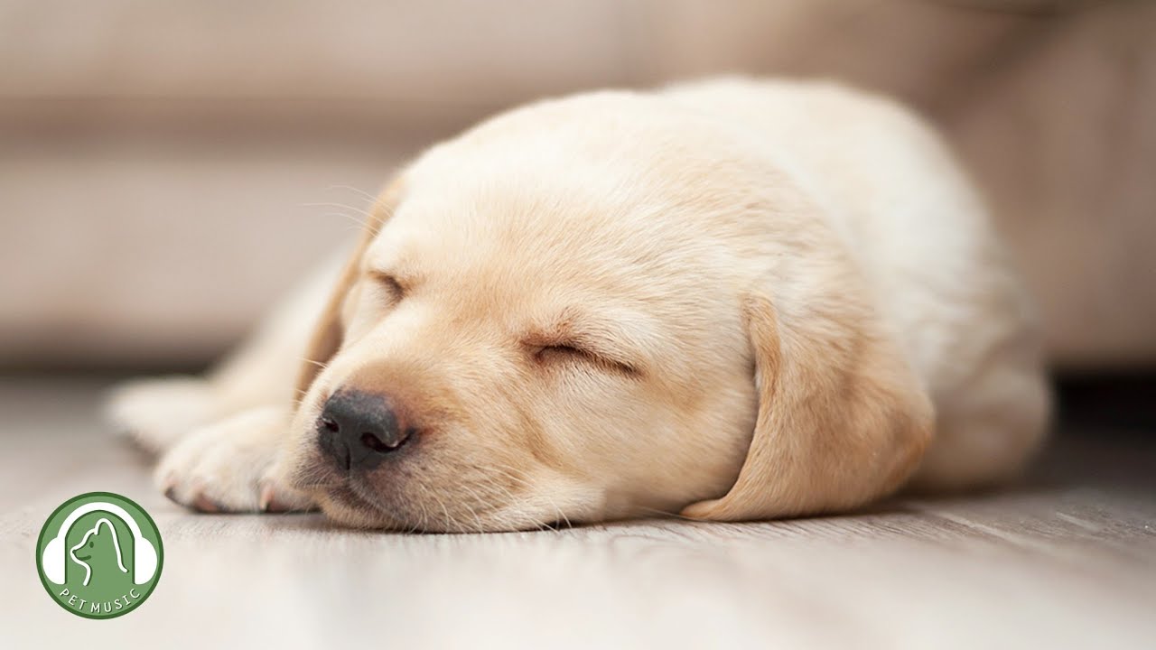 Музыка для одиноких собак🐶Как расслабить собаку в моем доме🎵Музыка для снятия стресса у собак