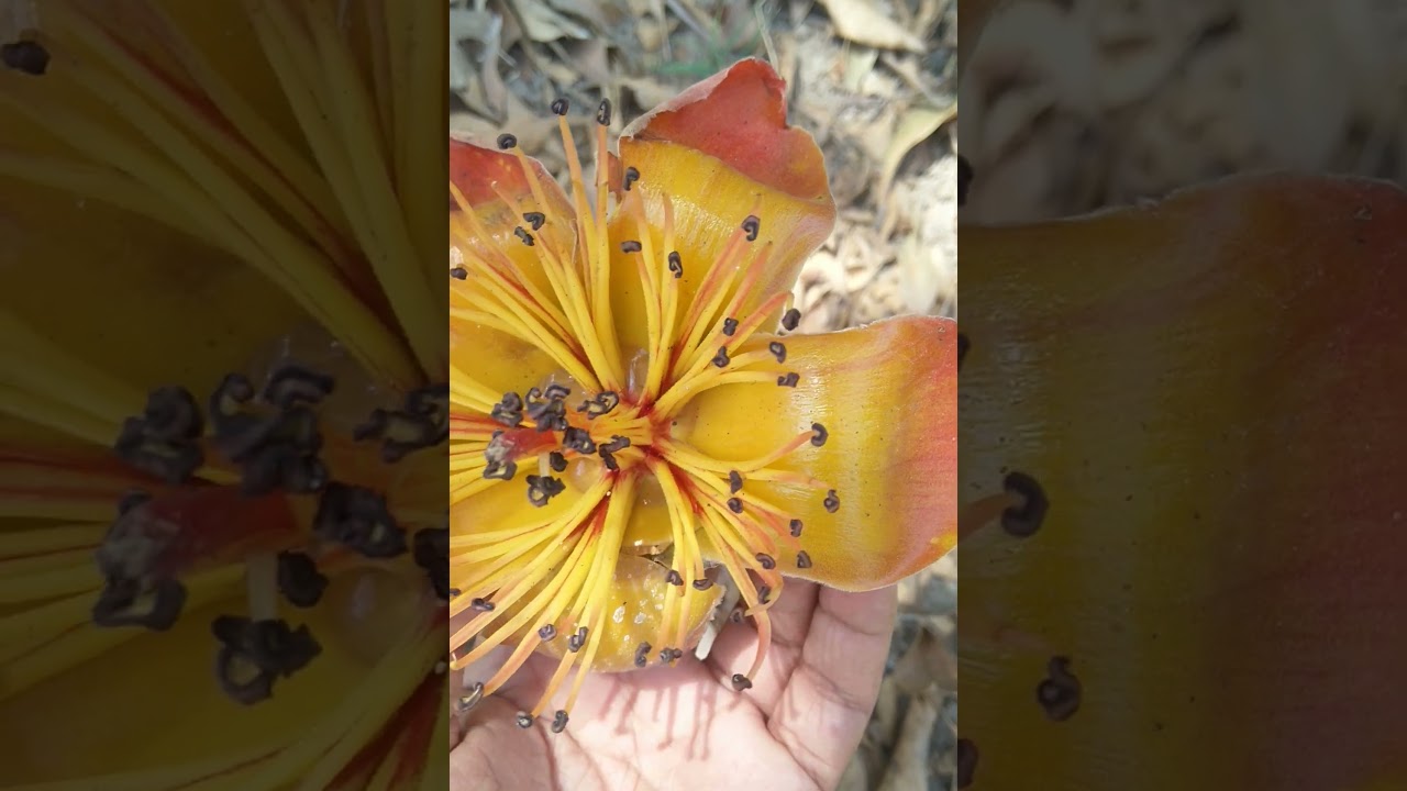 Exploring the Exquisite Bombax Ceiba: Close Look Overview of the Sumbal Flower