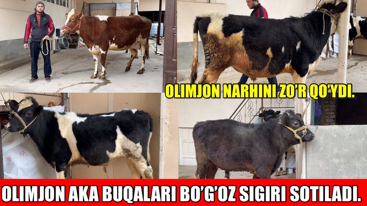 OLIMJON AKA BO’G’OZ SIGIRI BUQACHALARI SOTILADI NARHINI ZO’R QO’YDI.