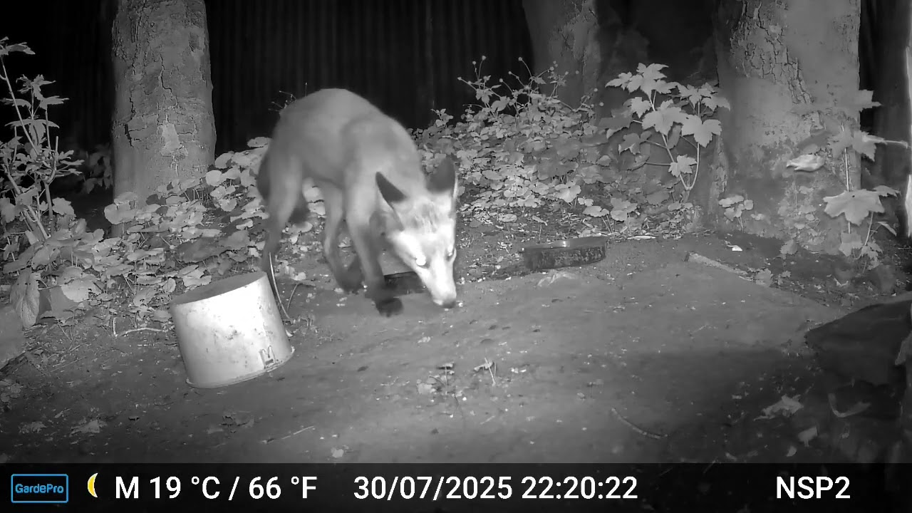 fox cub taking the badgers food!