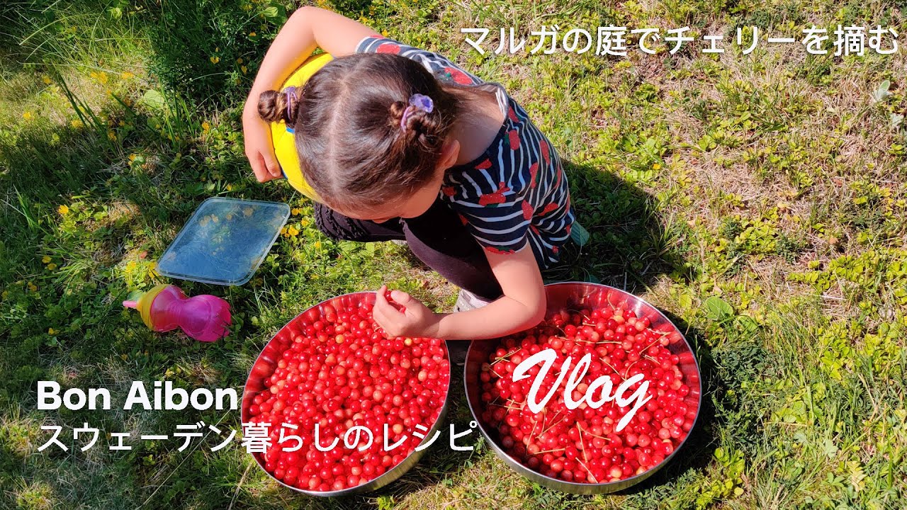 【北欧レシピVLOG】マルガおばあちゃんの庭でチェリーを摘む｜スウェーデンの夏休み｜チェリーのコンポート｜贅沢ピスタチオアイスクリーム