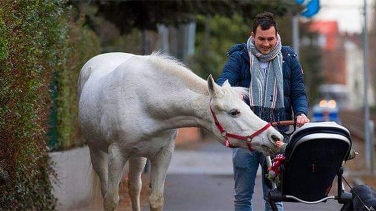 This Arabian Mare Goes For A Stroll Around Town By Herself Every Morning