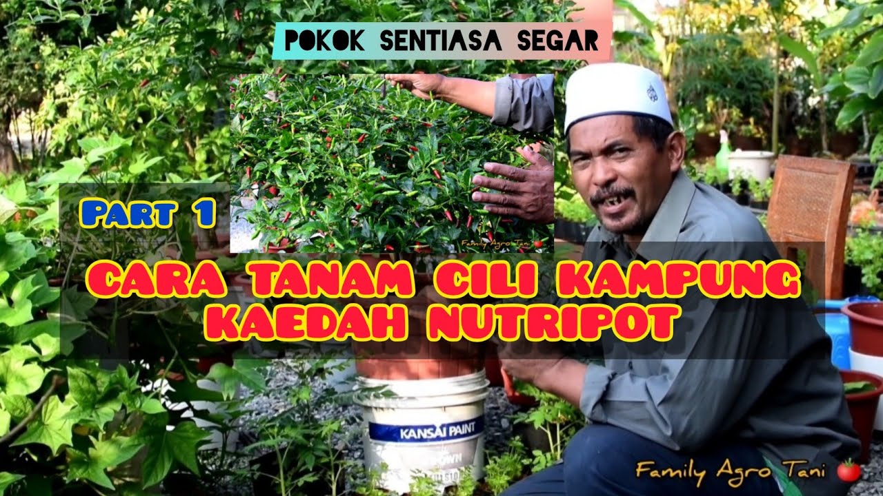 PART 1 - CARA TANAM CILI KAMPUNG DALAM PASU NUTRIPOT (Pokok Sentiasa Segar)
