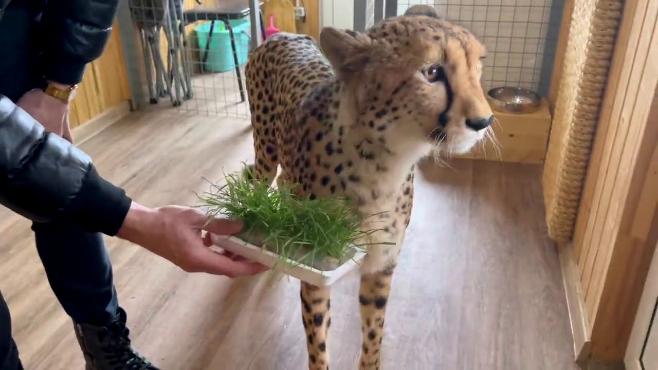 Герда настоящий хищник
