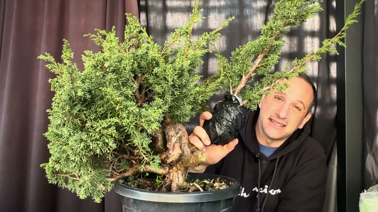 🌲 Air Layering Shimpaku Junipers | Step by Step Technique for 100% Success 🌱