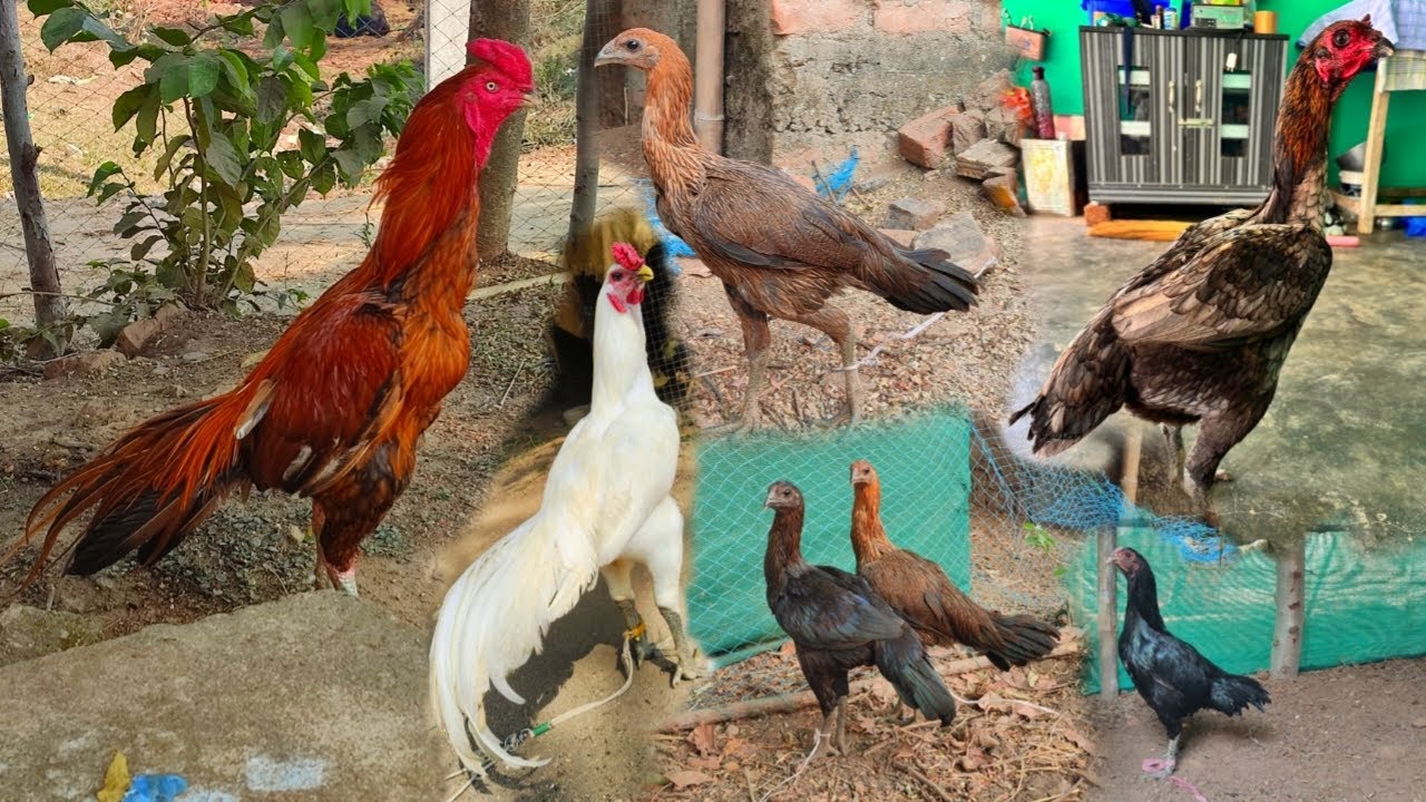14 March 2026 Farm Update || Ranchi Jharkhand Aseel Murga Farm 