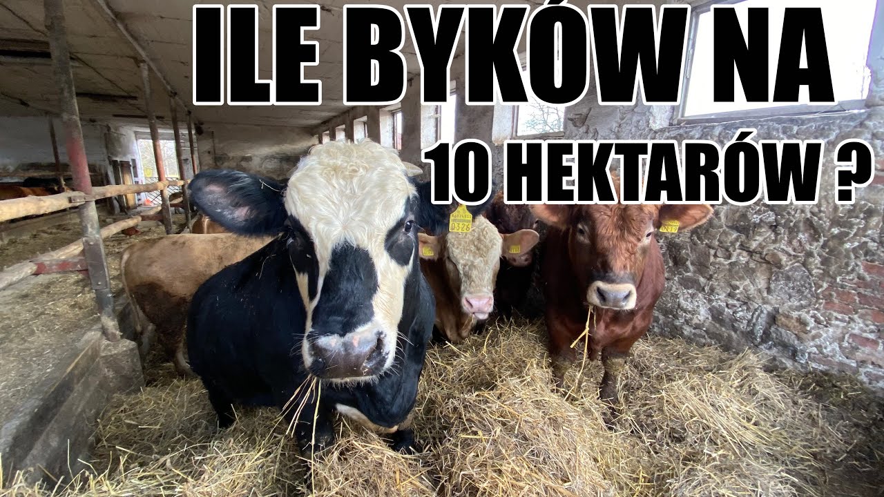 ILE SZTUK BYDŁA MOŻESZ UTRZYMAĆ NA SWOIM GOSPODARSTWIE ?