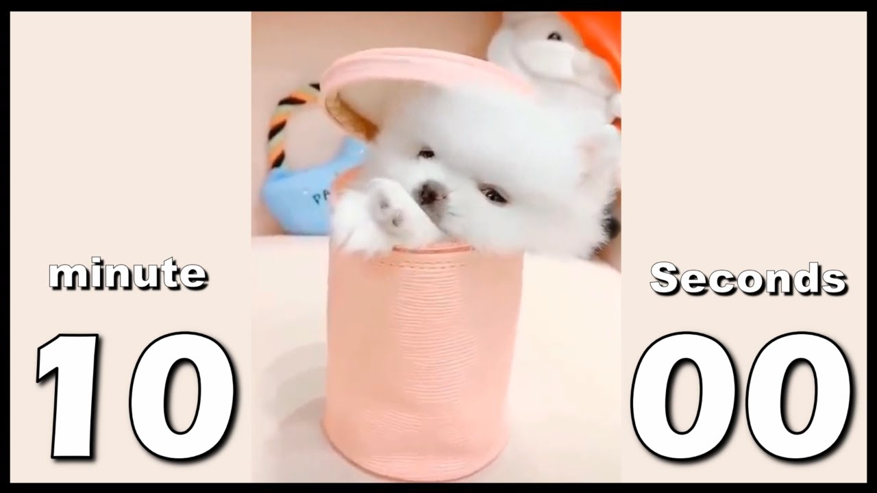 Cute Puppy- 10 minute TIMER with alarm.