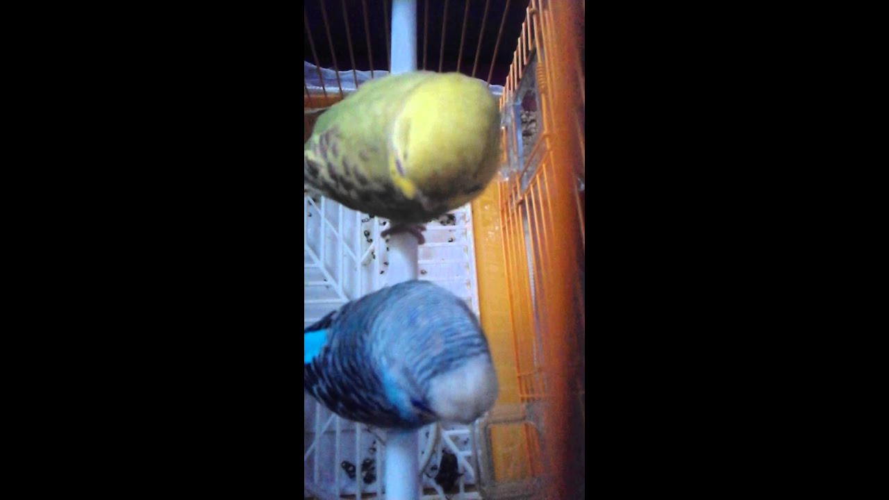 Muhapet kusu
