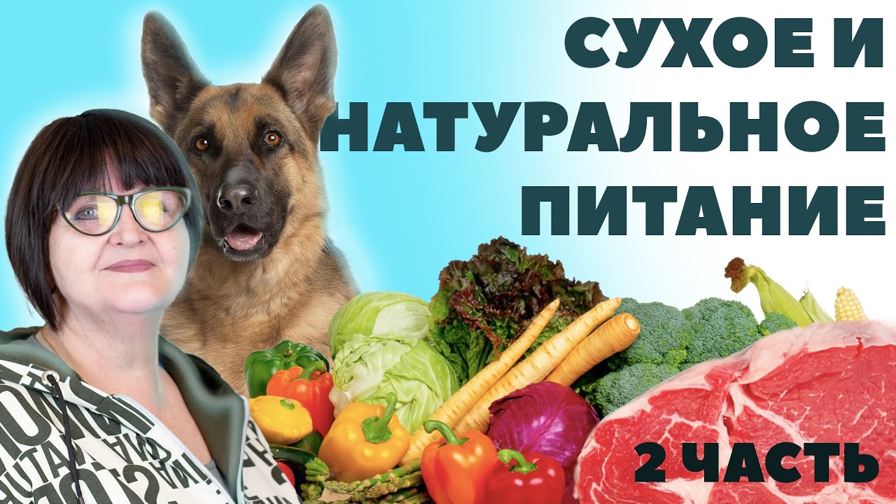 Сухое и натуральное питание. Как правильно кормить собаку натуралкой?  - 2 Часть - Питание собаки.