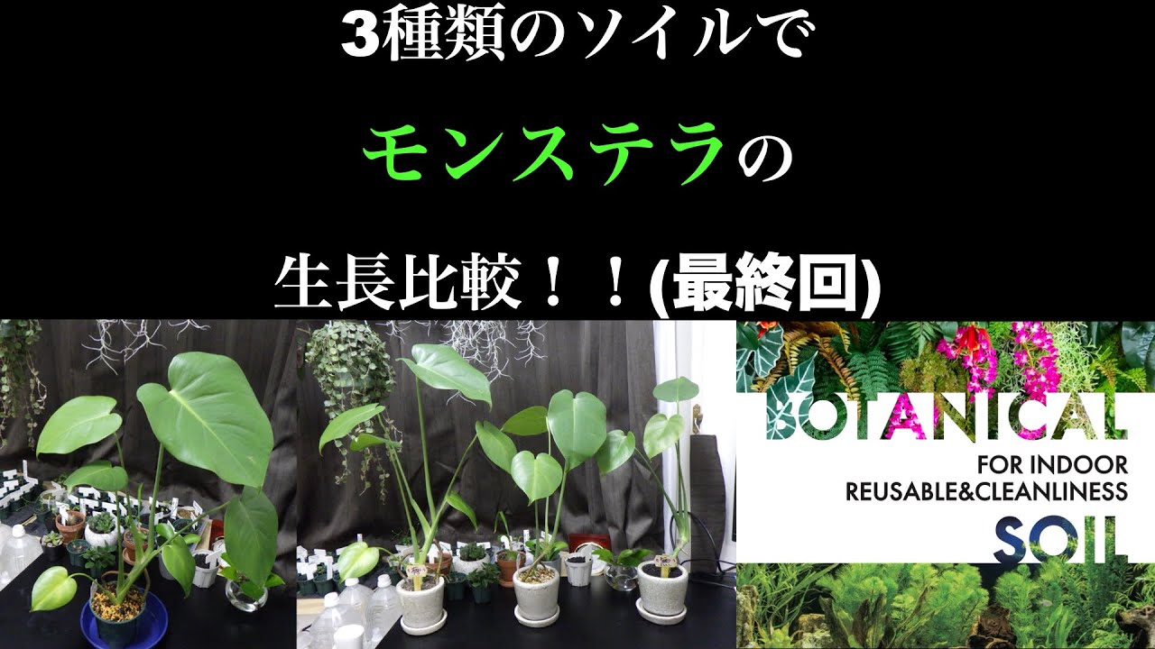 [観葉植物] 3種類のソイルでモンステラの生長比較 - 最終回 -