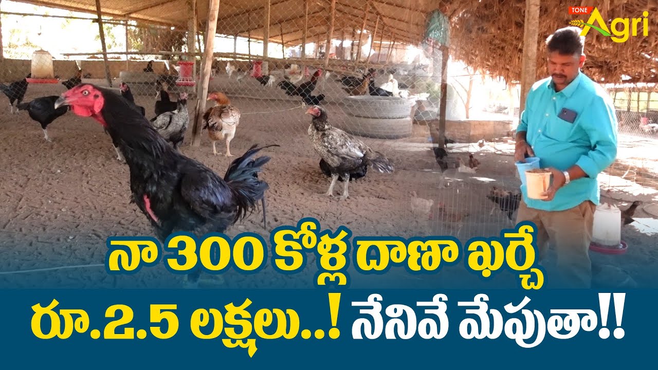 Pandem Punjulu Farming | నా 300 కోళ్ల దాణా ఖర్చే రూ.2.5లక్షలు..! నేనివే మేపుతా..!! Tone Agri