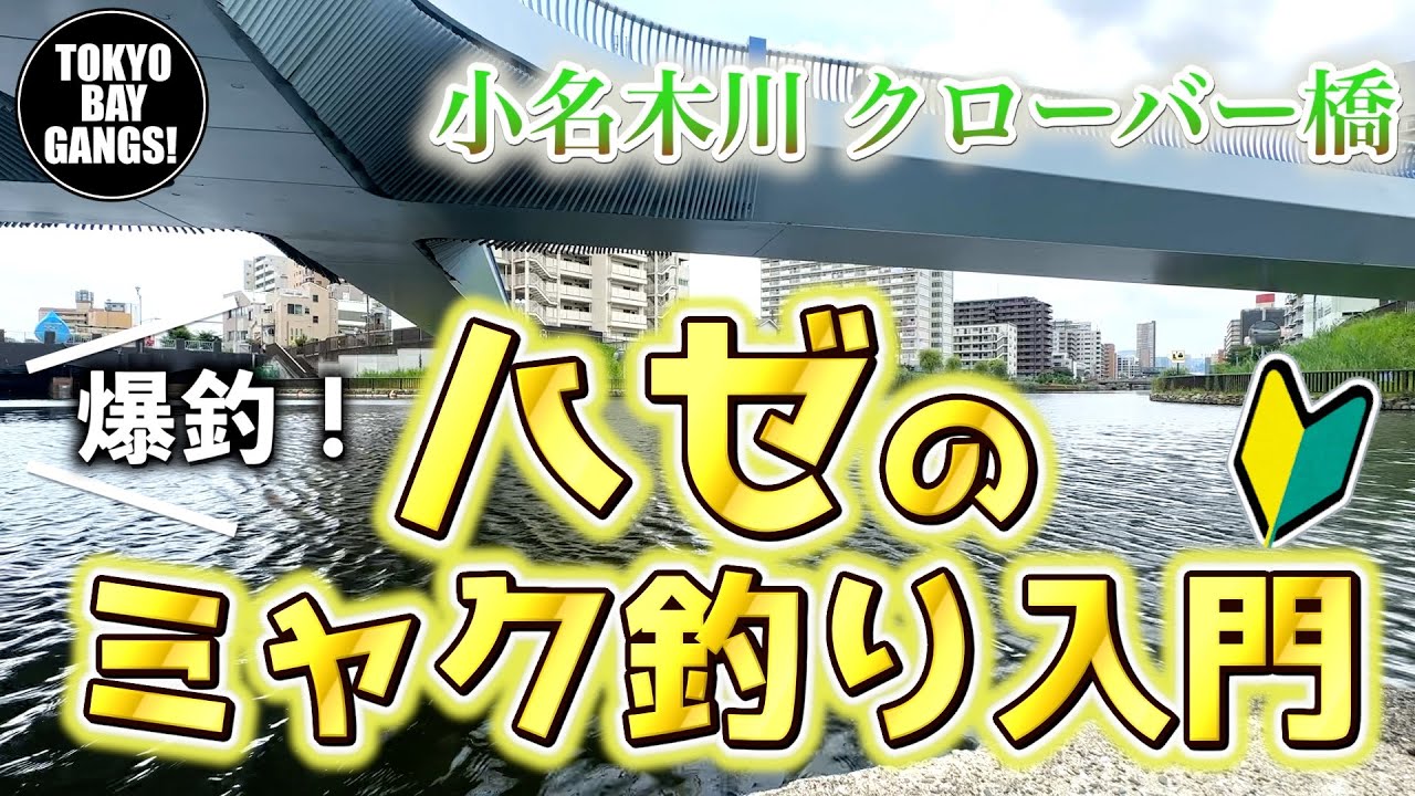 【小名木川 クローバー橋 】爆釣！ハゼのミャク釣り入門  TOKYO BAY GANGS！