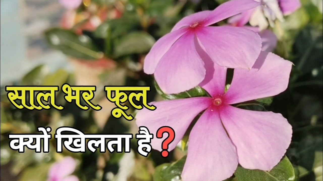साल भर फूल क्यों खिलता है? | सदाबहार / नयनतारा का राज 