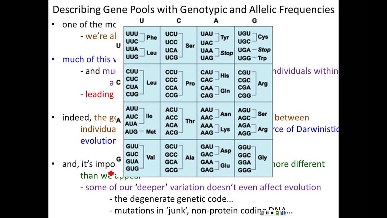 Lecture 18 - Population Genetics, Part 1