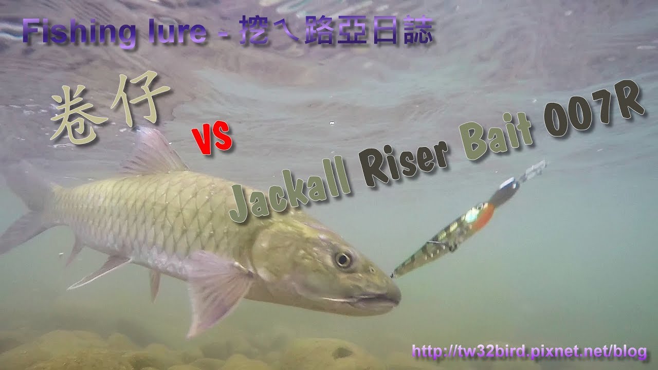20180126 Jackall Riser Bait 007R 對應卷仔(何氏棘魞 Spinibarbus hollandi) in Zhonggang River