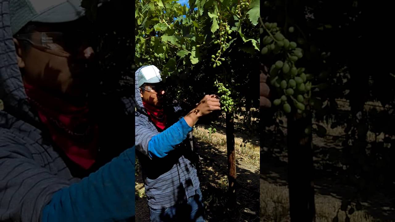 Trabajos de la uva desoje