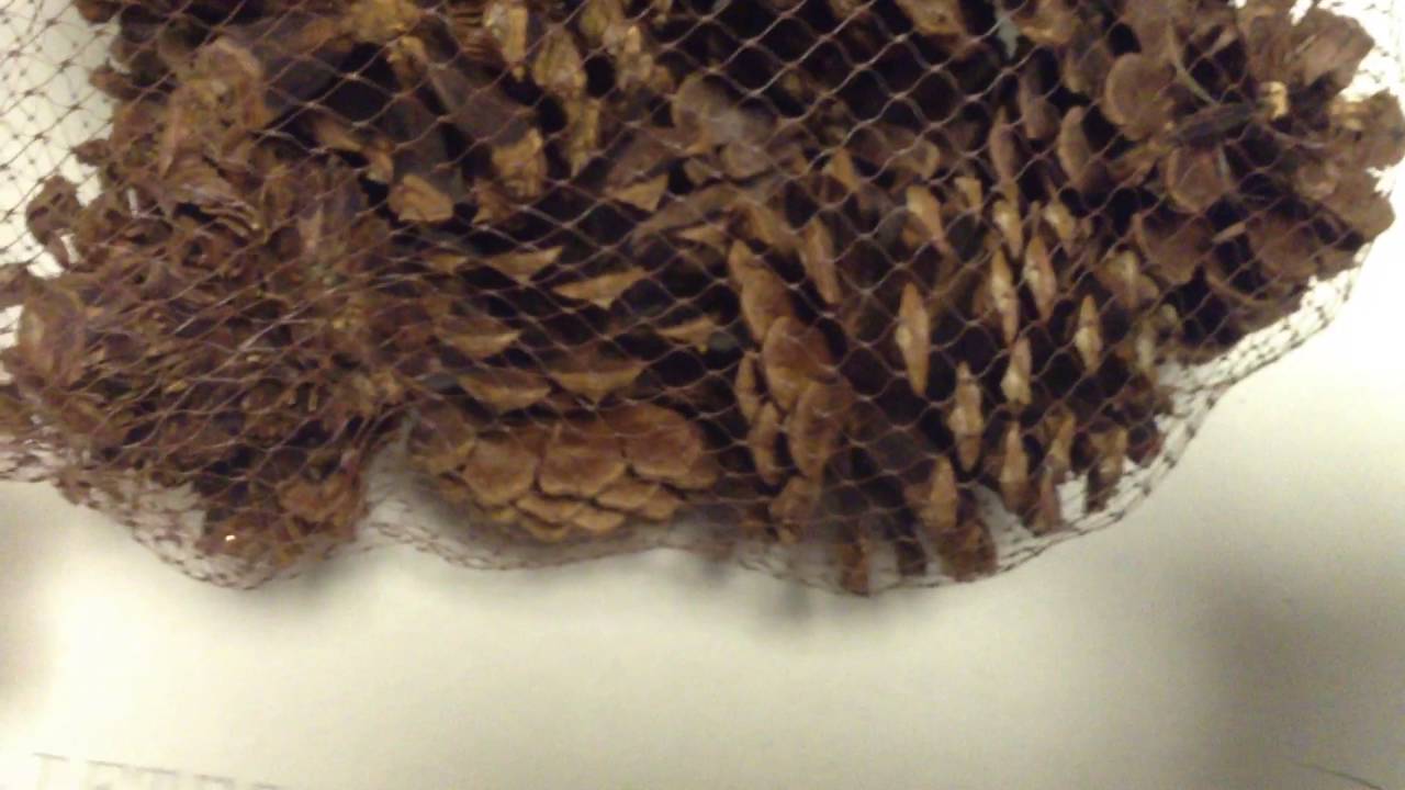 Tapping pinecones (Almost cut)