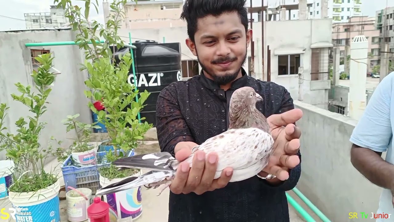 তানভীর ভাই এর লফ্ট এর কিছু মিলিটারি কবুতর ❤️😍