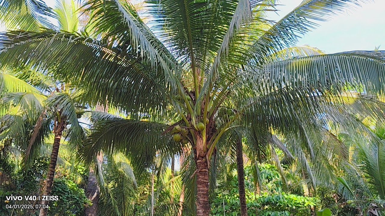 MURANG NIOGAN AT MAGANDA LUPA SA QUEZON PROVINCE #FARMLOT Unisan QUEZON