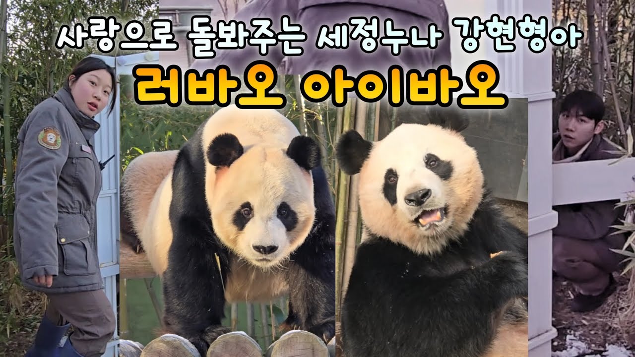 에버랜드 바오패밀리 사랑스러운 러바오 아이바오의 비밀💕26.01.20 Everland Aibao Lebao 
