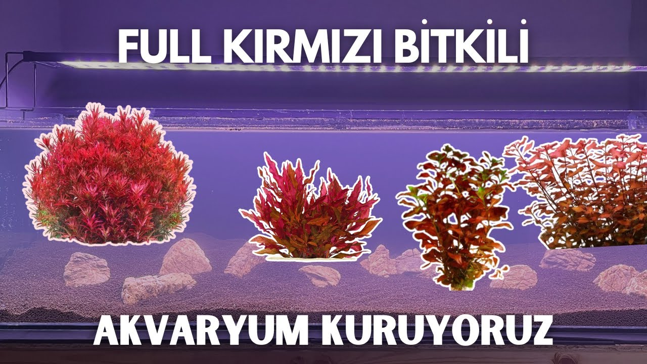 Sadece Kırmızı Bitkiyle Akvaryum Kuruyoruz! Bölüm 1 I Tasarım & Filtre Kurulumu