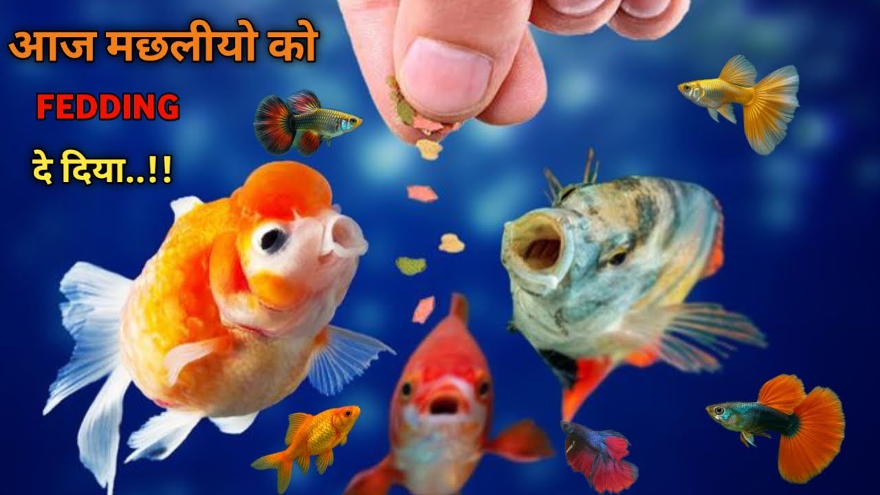 आज मछलियों को  FEDDING दे दिया, TODAY FEED TO MY FISHES..!!❤️🐟 #viral #vlog #aquariumfish #aquarium 