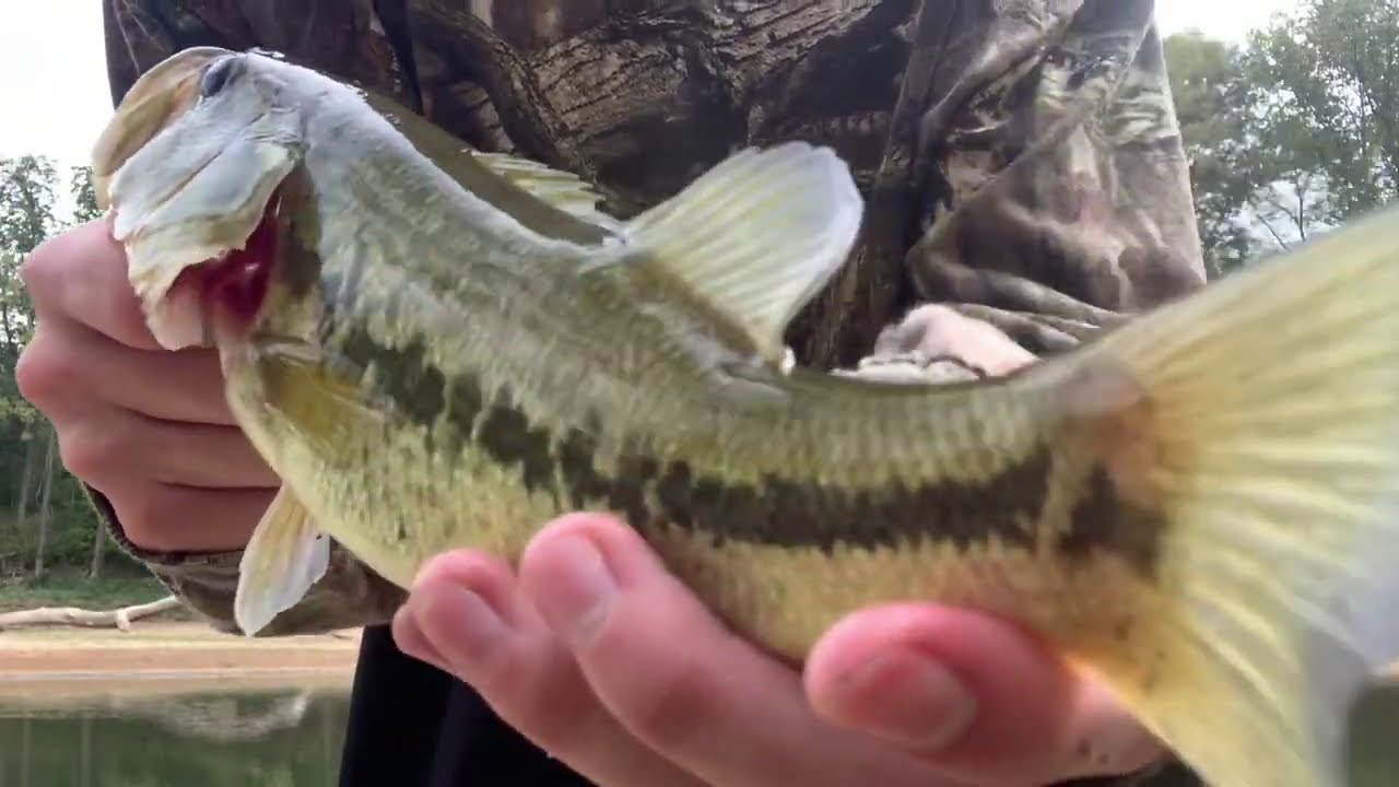 Femboy Fishing, эпизод 8 &mdash; Ловля огромного окуня на странные приманки