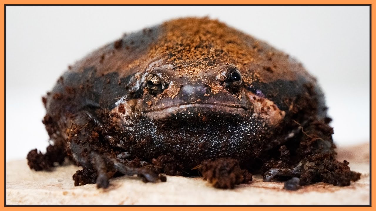 My chubby frog hasn't moved in 1 year