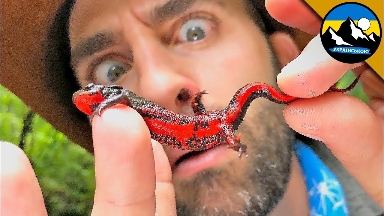 Отруйний тритон 🦎 Смертельно небезпечна амфібія! Небезпечна пригода Койота!