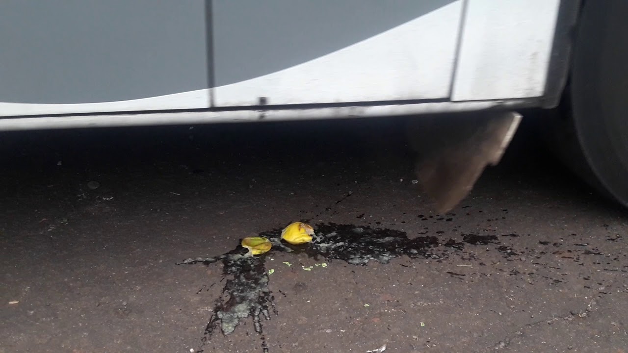 crushing things with bus