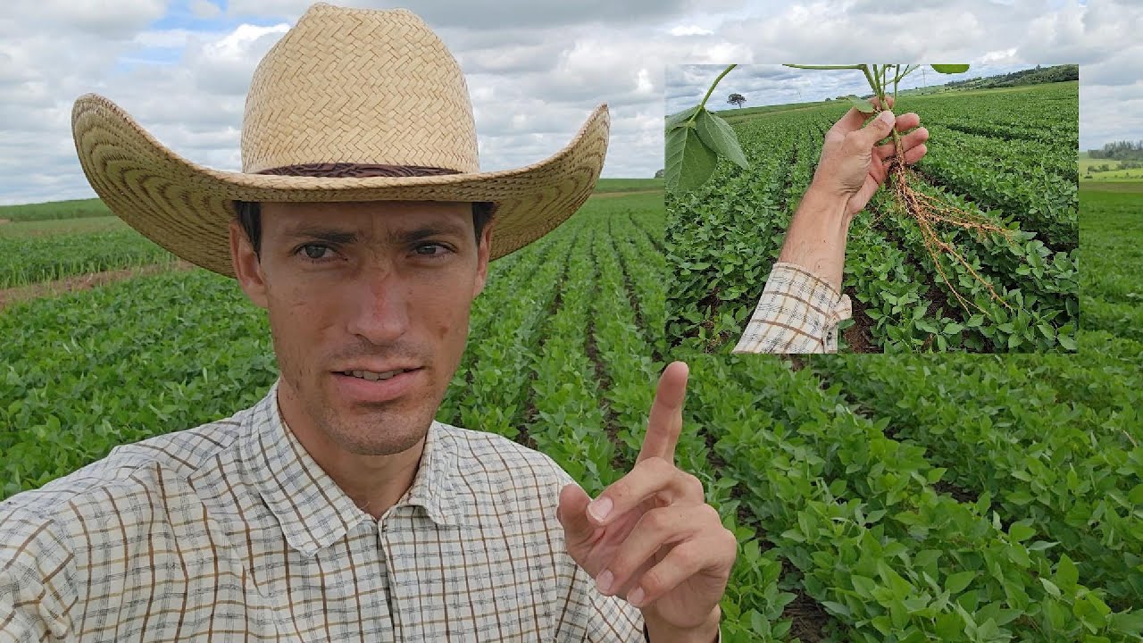 Soja na Reforma de Cana Não Vira? 🌱 Olha Essa Raiz! -  Dia a Dia na Fazenda!