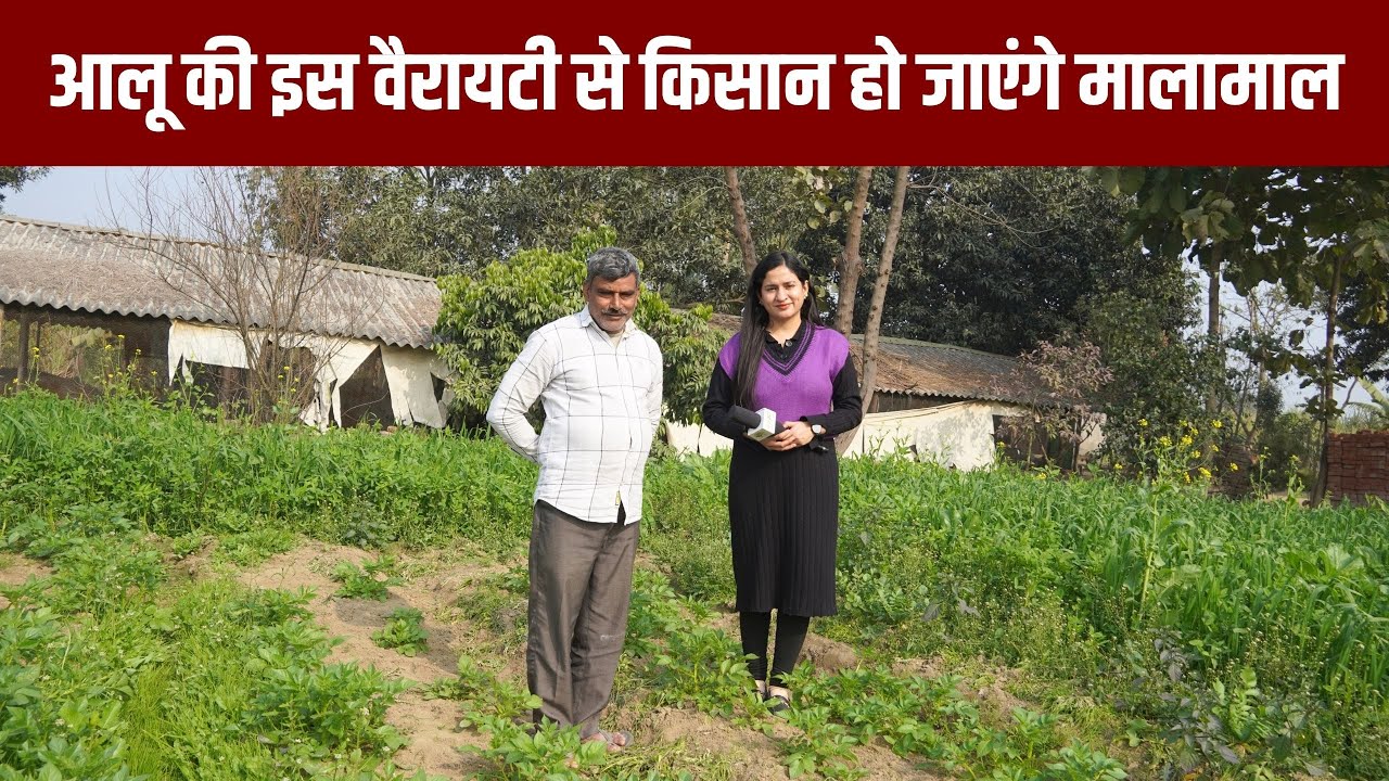 इस खास तरीके से की जाती है आलू की इस वैरायटी की खेती