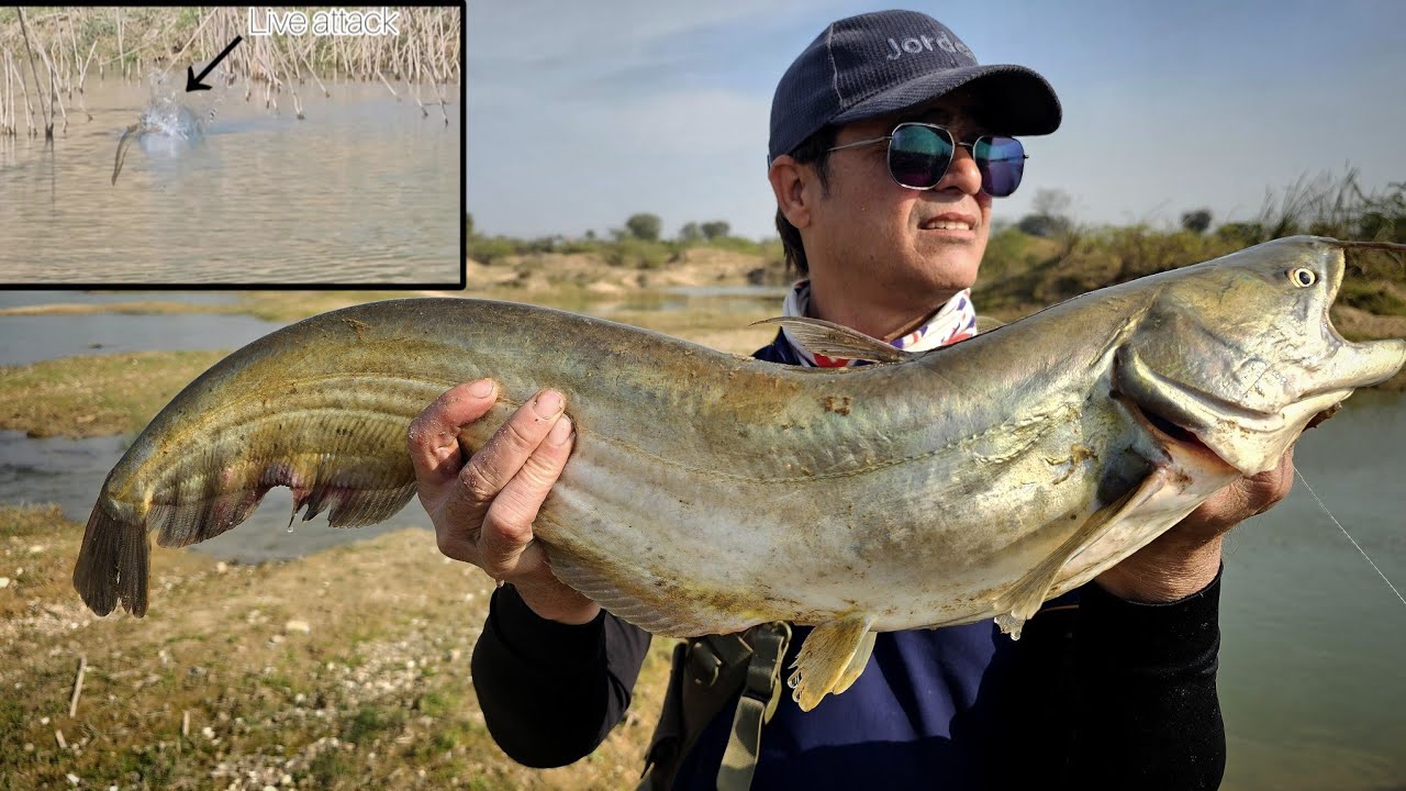 Snakehead & Catfish fishing video ||amazing fishing video
