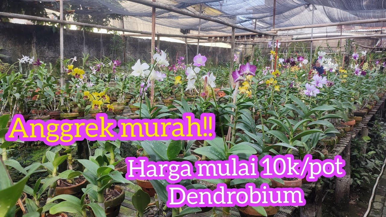 Anggrek murah!!di nursery SEKAR DEDE ANGGREK