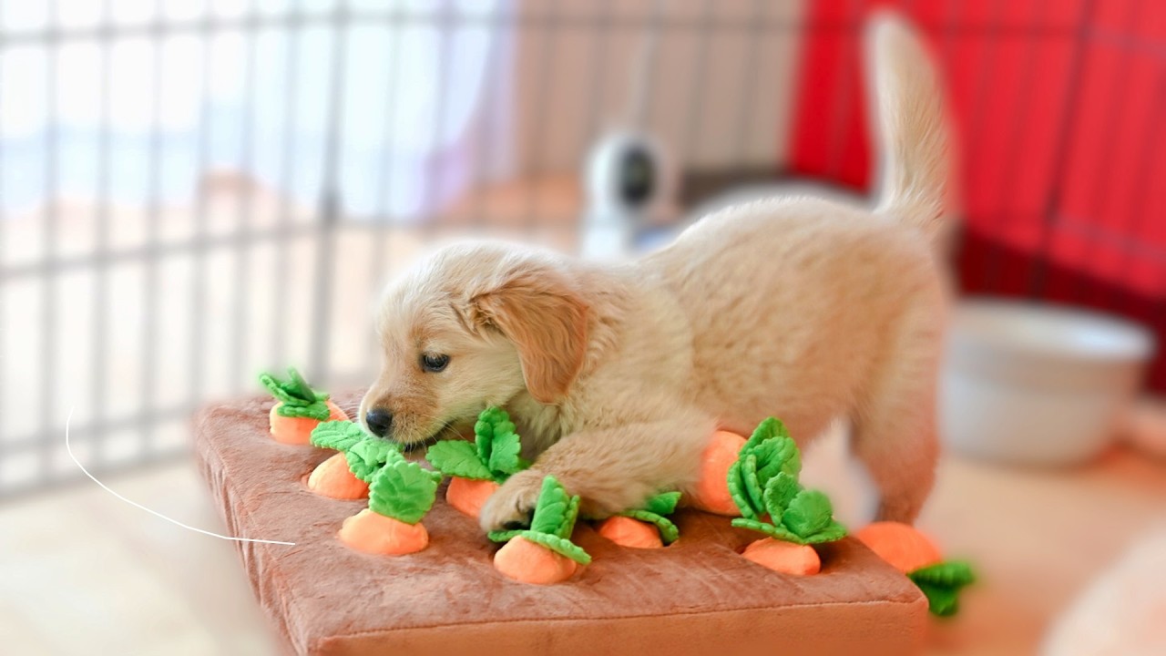 にんじんのおもちゃをとっても気に入ったゴールデンレトリバーの子犬 #13