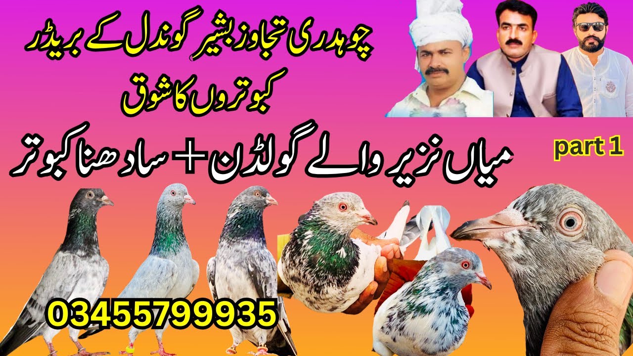 Ustad Mian Nazeer walay golden | sadhna kabootar.ch Tajawaz bashir gondal.03455799935.