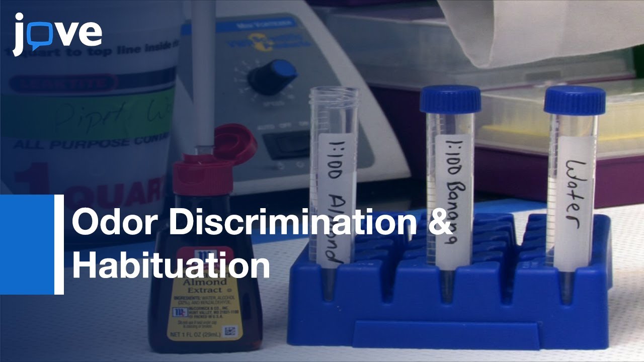 Testing For Odor Discrimination & Habituation In Mice l Protocol Preview