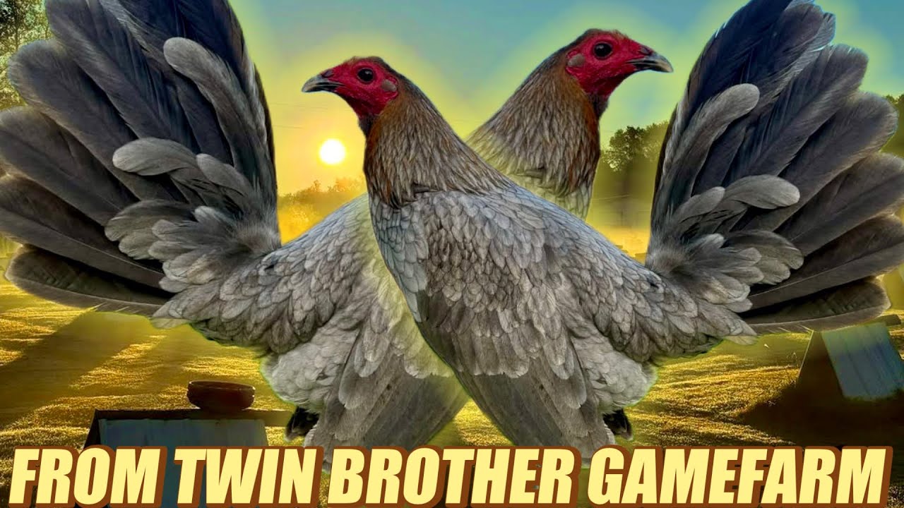 Beautiful Birds Greys Hanny Albany - FROM TWIN BROTHER GAMEFARM