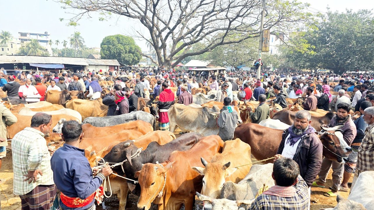 ১৫/২/২৬/বর্ডার এলাকার হাটে ঢল নামলো বলদ গরুর, বলদ গরুর দাম জানুন জয়পুরহাট নতুনহাট থেকে।