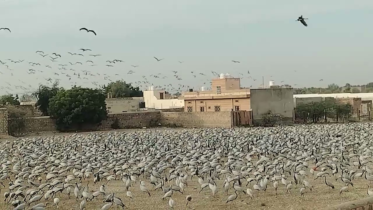 9 फरवरी 2026 सेवाराम 9982372596