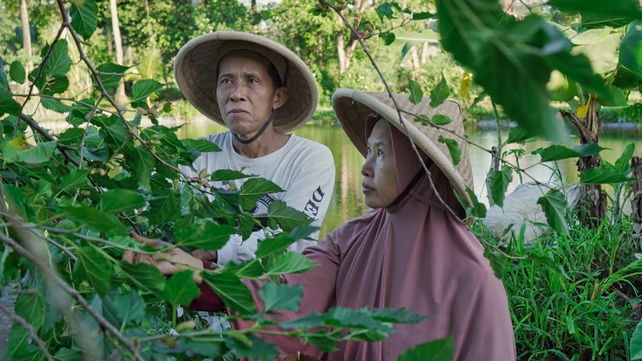 Memetik Mulberry di Kebun | Membuat Puding Berry,  Sop Sayur, Bakwan Jagung dan Sambal Tomat