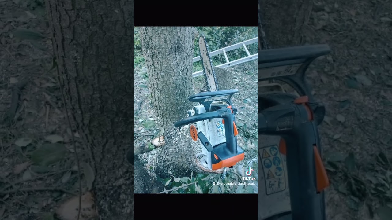 Abbattimento Leccio #2023shorts #abbattimento #motosega #chainsaw #stihl #viralvideo #leccio