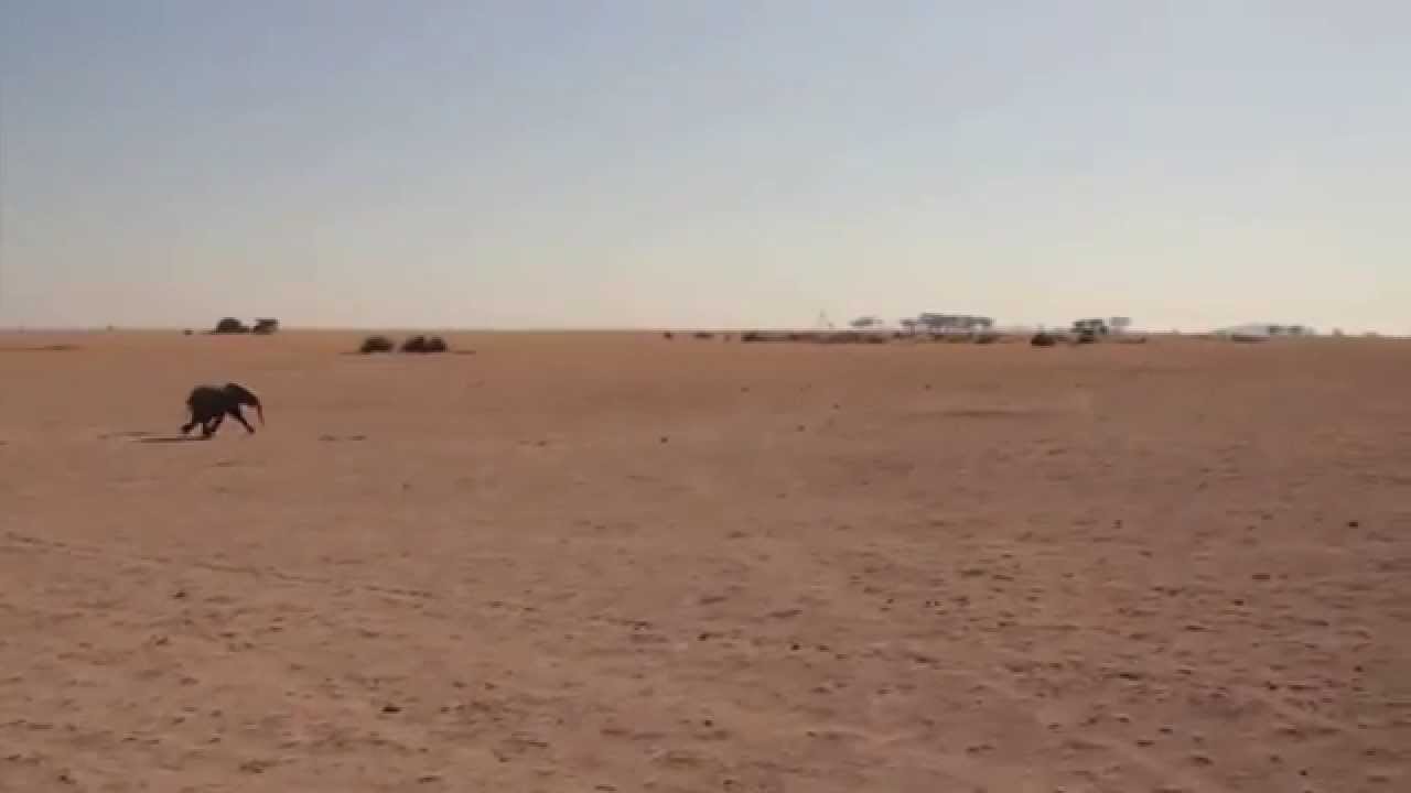 Baby Elephant Epic Run