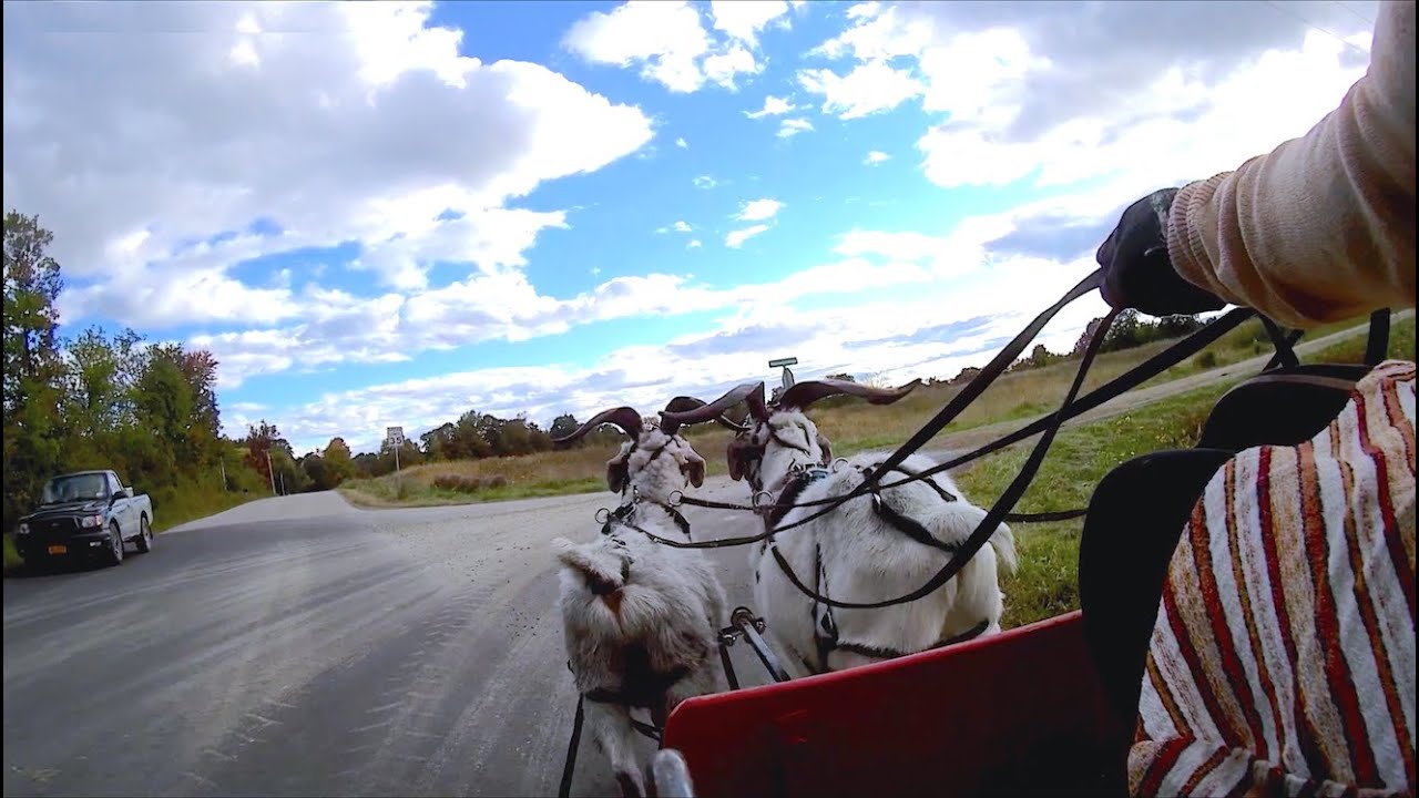 Team Snazzy Goat Cart Cam: A ride with Harry and David