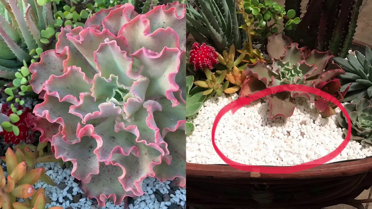 HOW TO TAKE CARE OF SUCCULENT ARRANGEMENTS