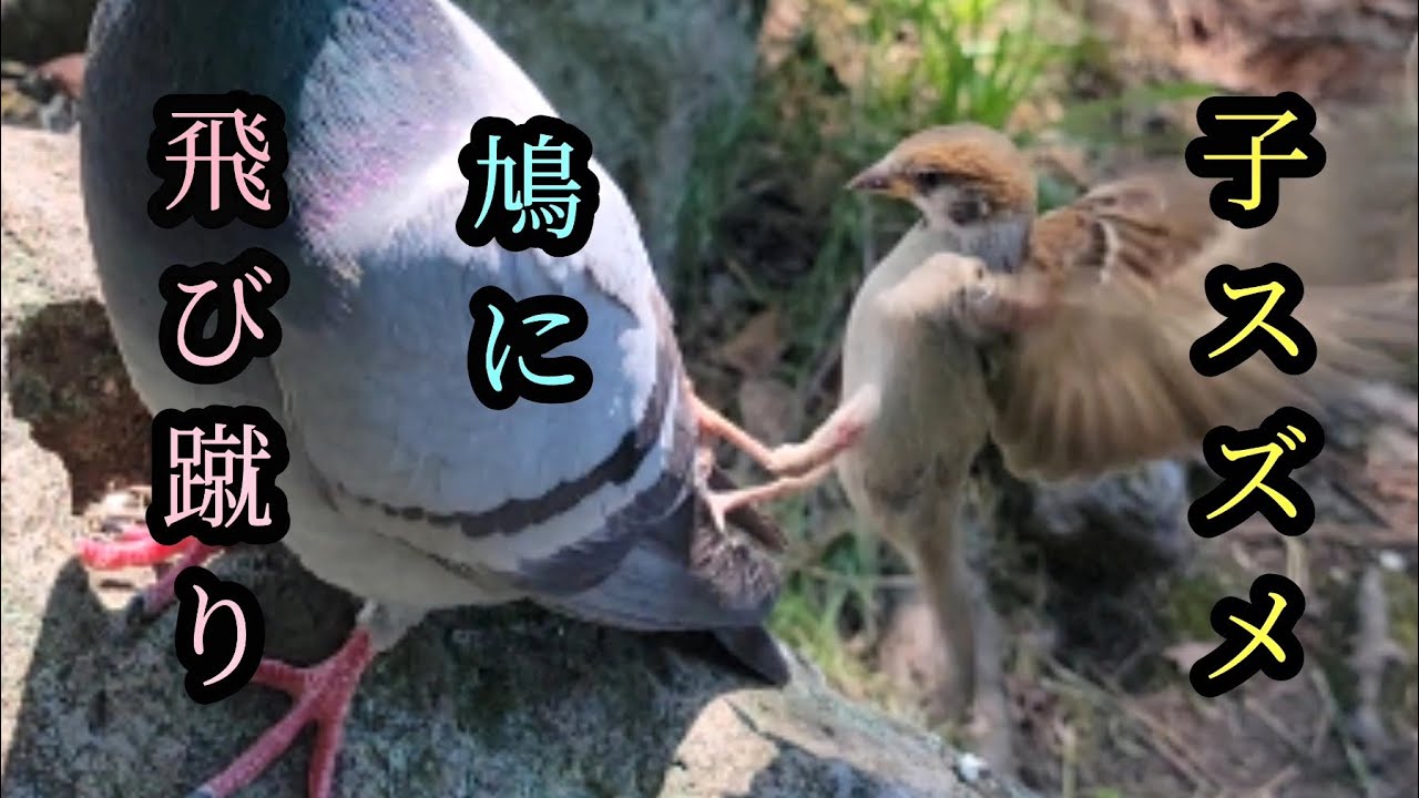 怖いもの知らず 鳩を蹴る子スズメ　すずめ日記