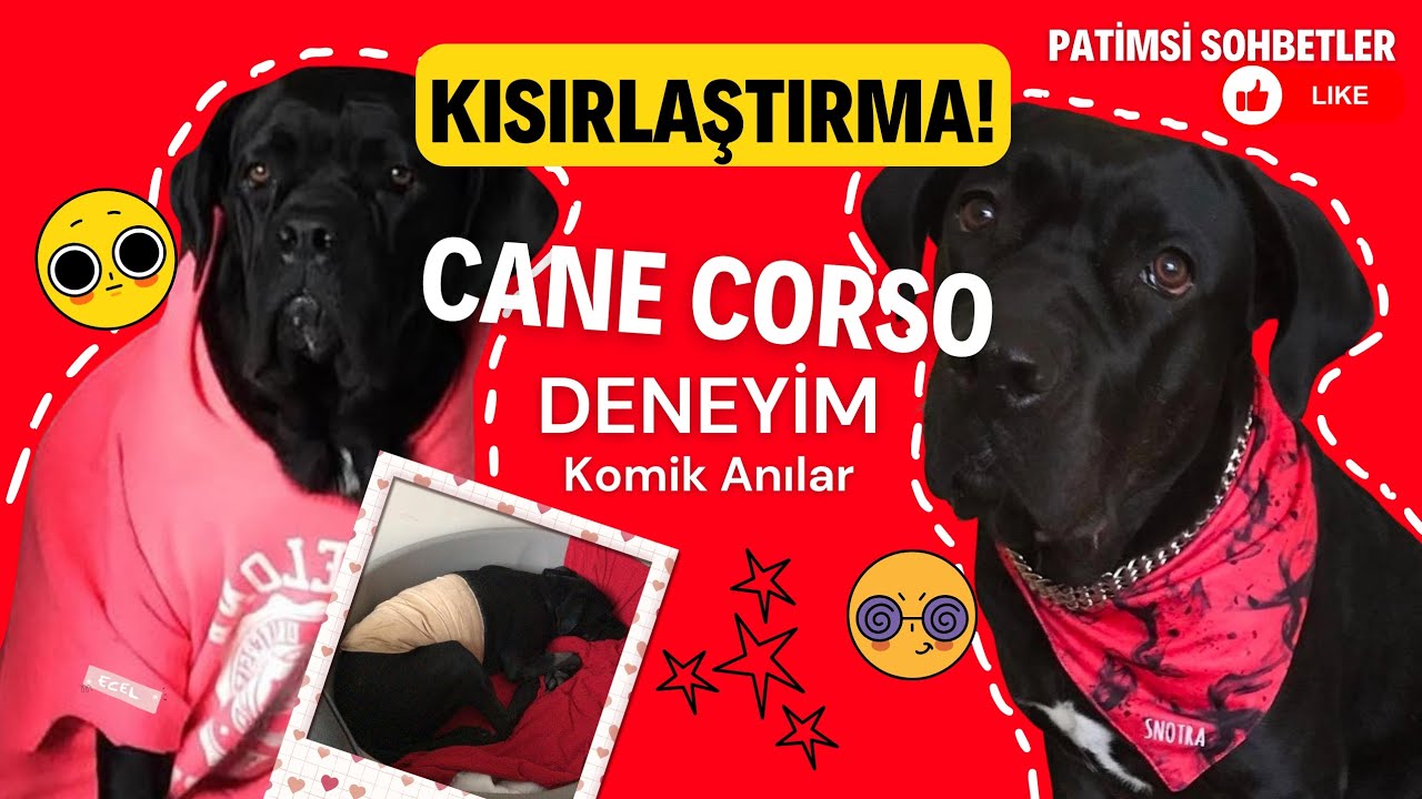 KISIRLAŞTIRMA DENEYİMİMİZ!  #canecorso 