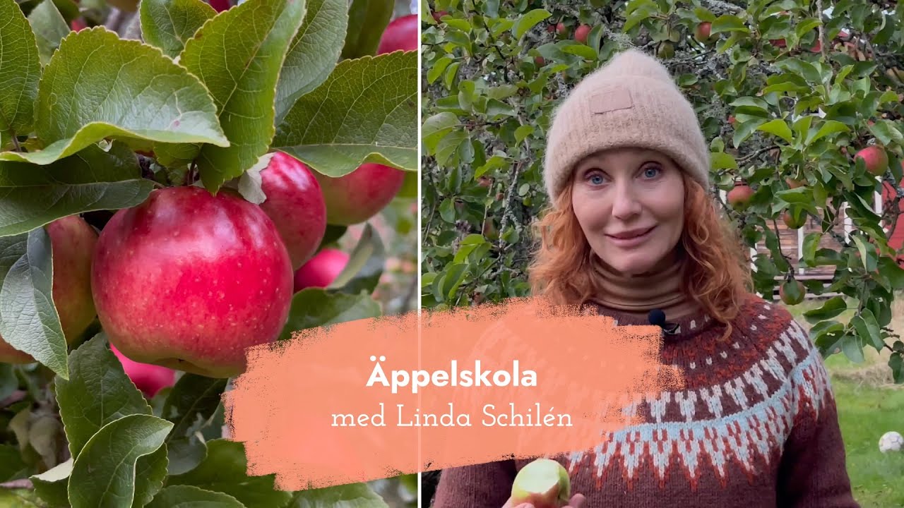 Äppelskola!