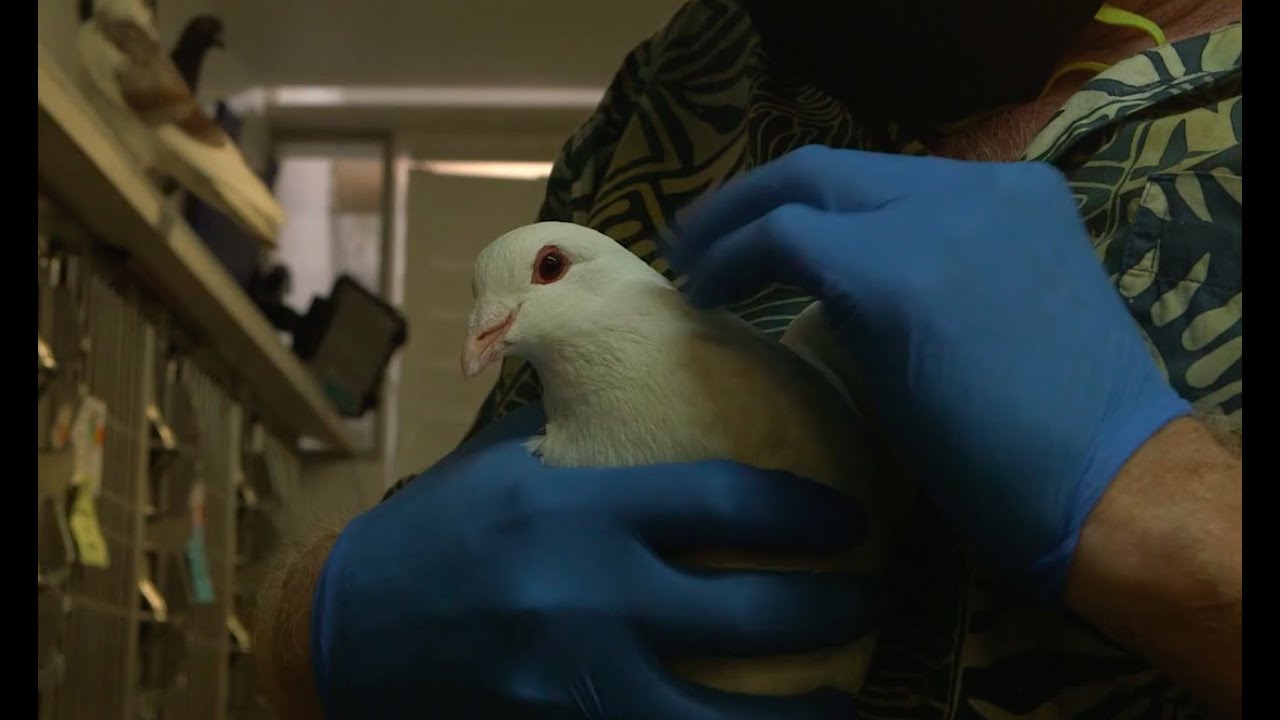 A quiet afternoon at the Wild Bird Fund